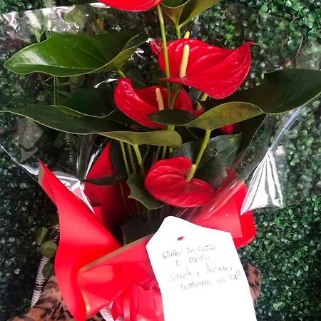 Semesterbostad Casa D'amore *